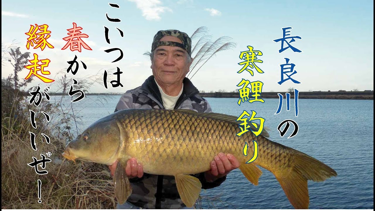 長良川の寒鯉釣り 春から縁起がいいぜ Youtube