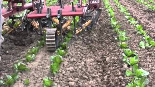 Alternative cultivators for organic vegetable production