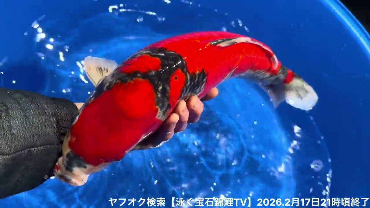 錦鯉久々のヤフオクに出す#塩田養鯉場 #koifish 