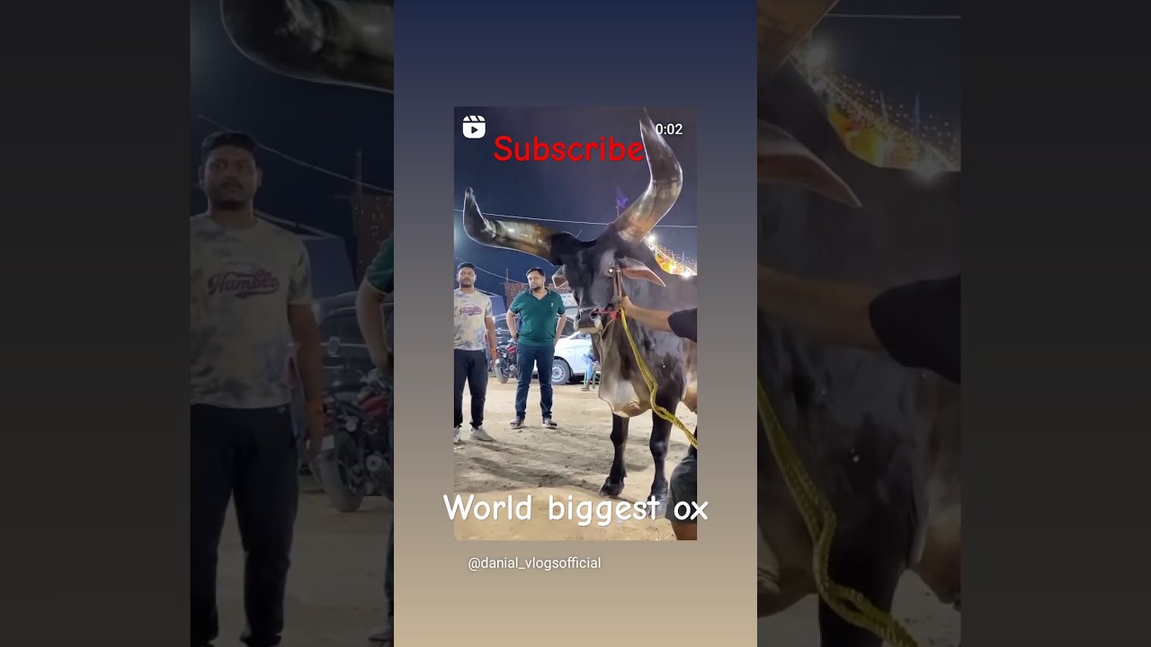 World' s biggest ox 