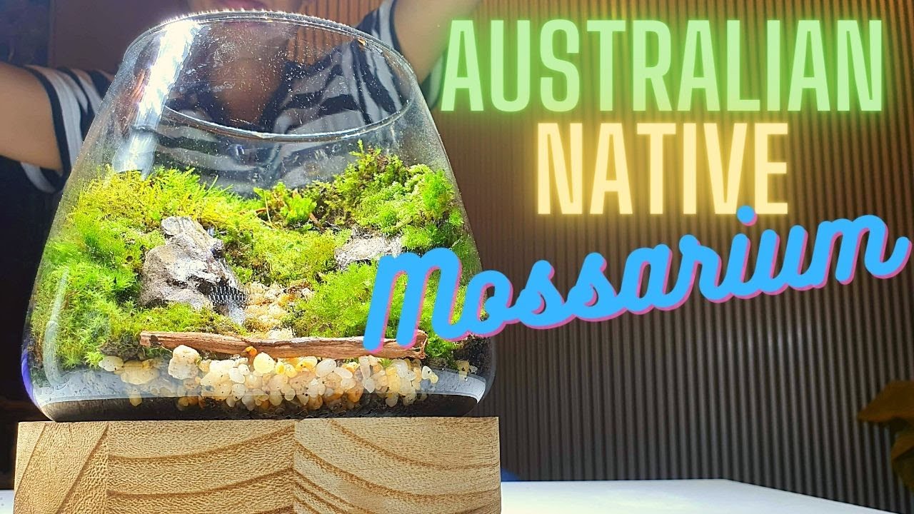 Making a Terrarium / Mossarium - Australian Native Mosses - YouTube