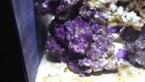 Biocube 29 HQI Nano Reef Tank Cycle week 3 - added 3 coral