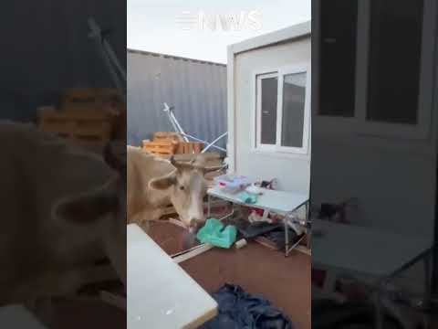 הצפון הפרוע: פרה חדרה למוצב צה"ל ולא ויתרה על העוגה הצבאית