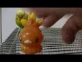 おしゃべりインコのピッピvsポケモンアチャモに体当たり！Bird vs Pokemon!