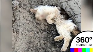 Скандал в Воронеже: породистую кошку за 500 тыс. нашли в кустах на обочине Скандал в Воронеже: породистую кошку за 500 тыс. нашли в кустах на обочине