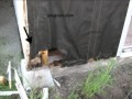 Bottom Plywood Siding Damage - Installation Tips Bottom Plywood Siding Damage - Installation Tips