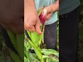 Harvesting corn in the vegetable garden