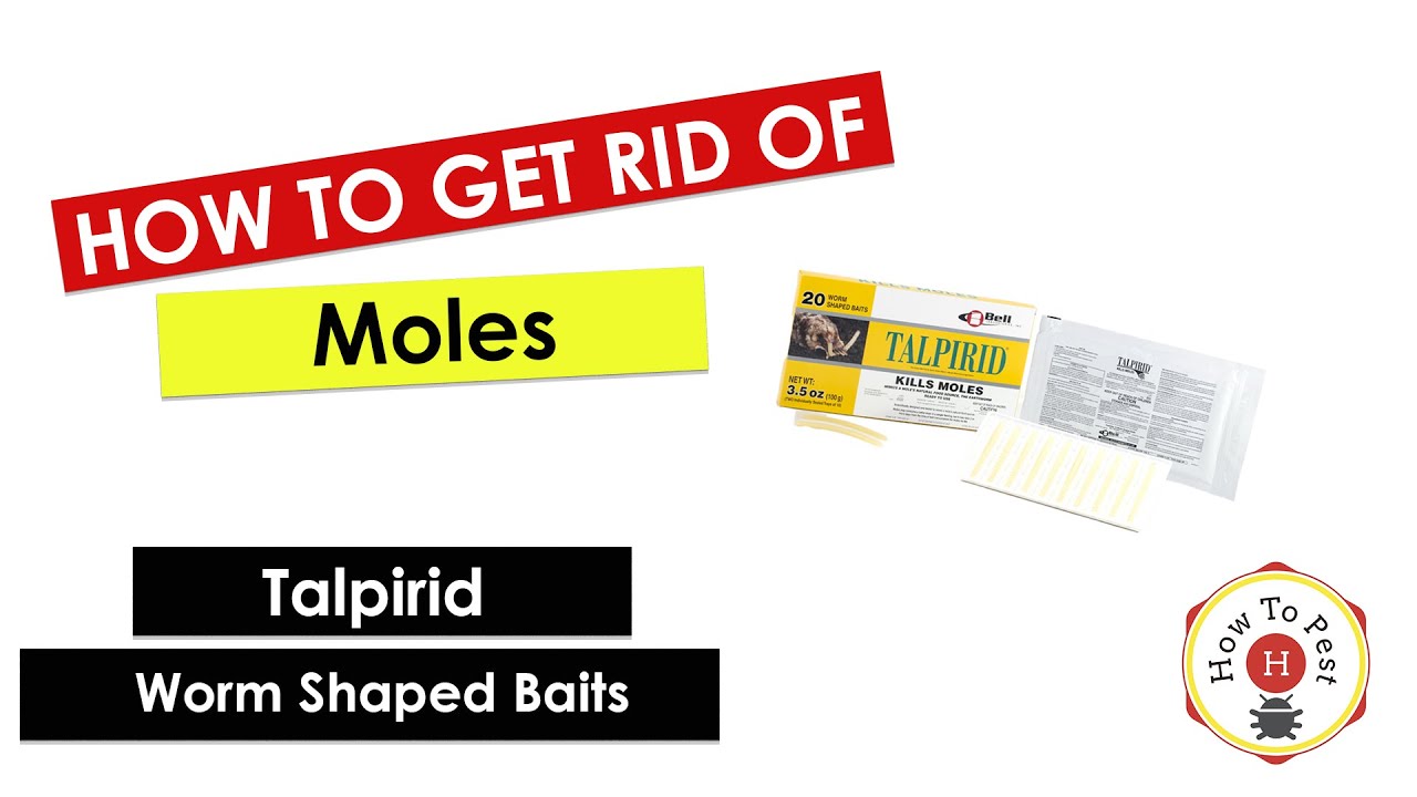 How To Catch a Mole - Talpirid Mole Trap Success 
