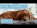 Relaxing Music for Dogs with Nature Sounds! Soothing Music to Calm Dogs and Get Rid of Anxiety! 🐶💤