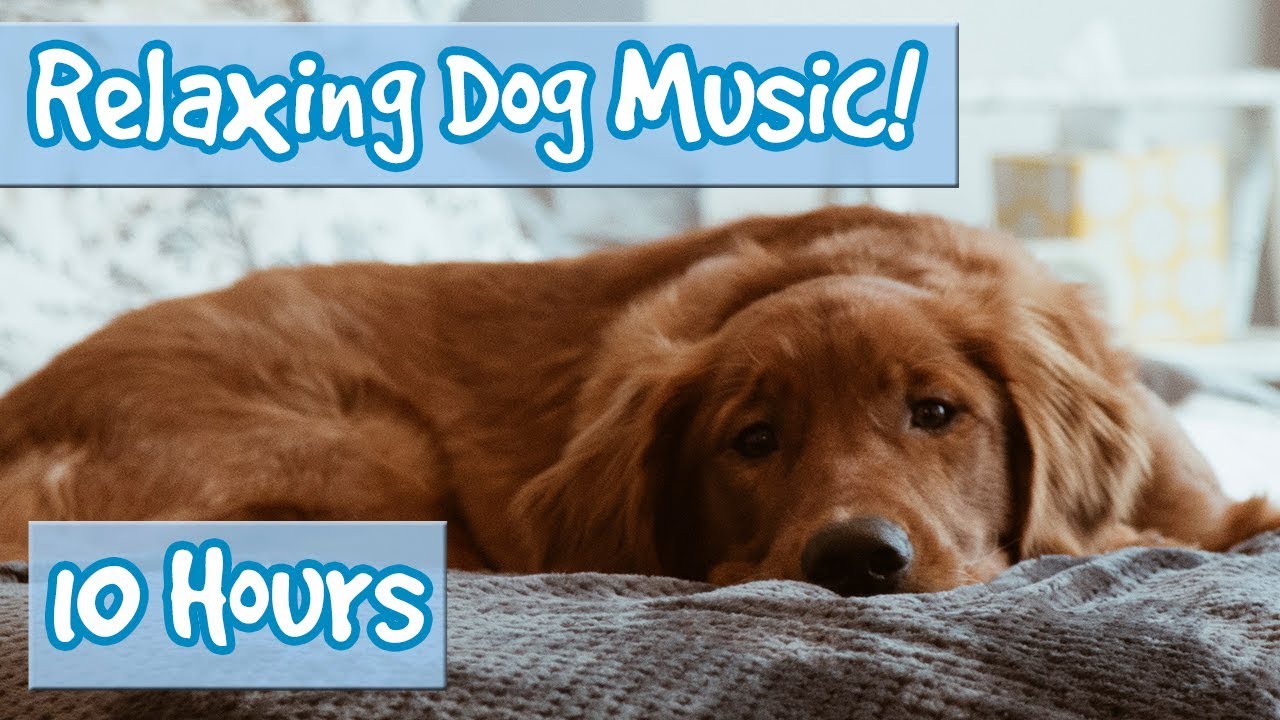 sleep music for dogs and humans