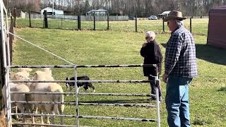 TBC IMPORTED MEG helping Don Crisp & Karen Thompson to move sheep from TBC Farm to LH Farm 32124