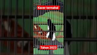 Aksi Kacer Dewaruci 450 Juta