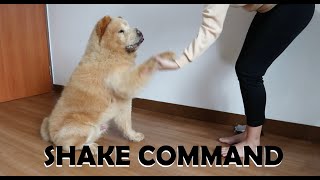 Teach your CHOW CHOW or DOG the SHAKE command (Vlog#89)