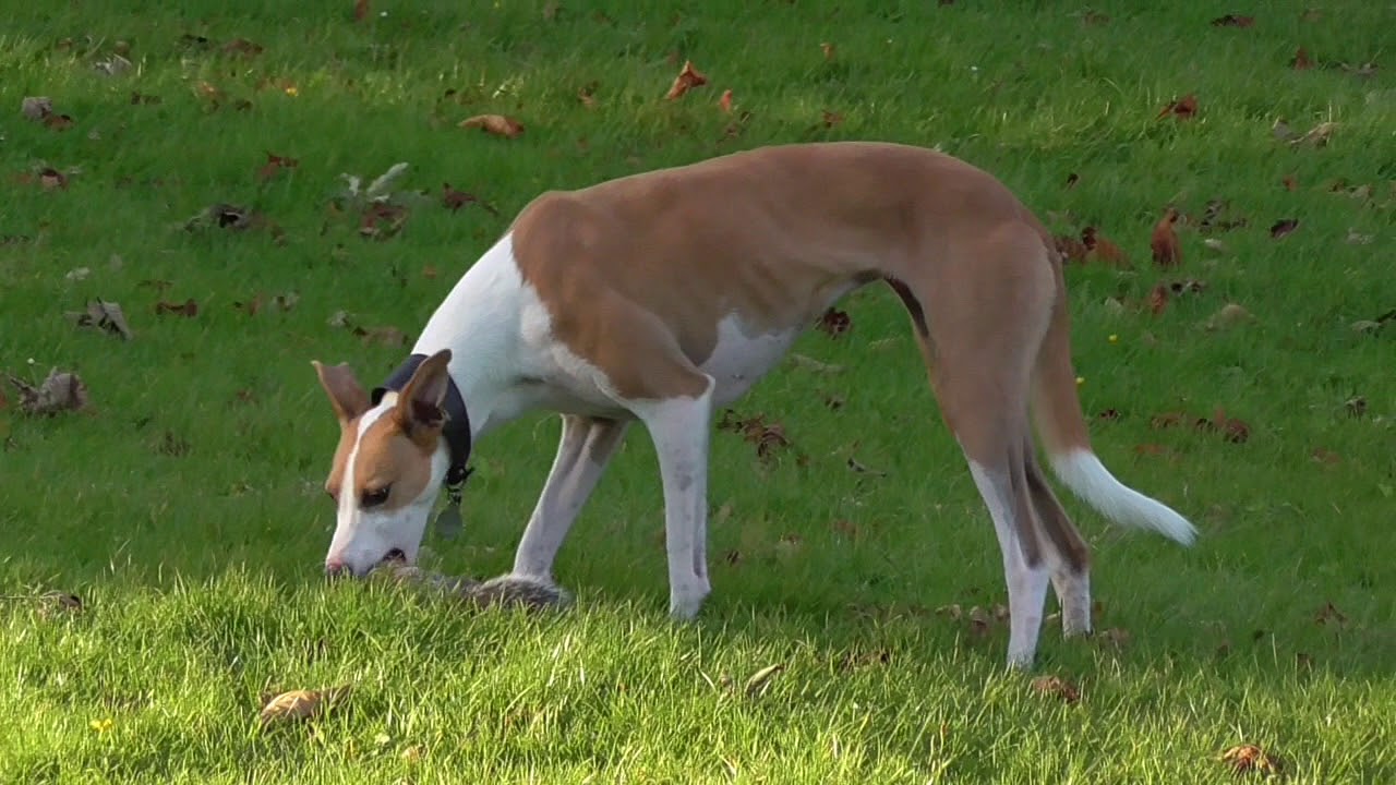 Dog Eating Squirrel YouTube