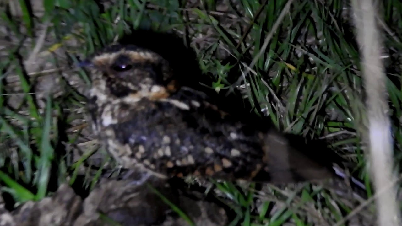 Bacurau de Rabo Maculado / Spot-tailed Nightjar (Hydropsalis