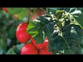 TREE TOMATO TAMARILO FARMING TREE TOMATO TAMARILO FARMING