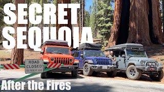 Secret Sequoia  Visiting after the Forest Fires