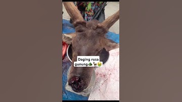 beli daging rusa untuk makan mlm🦌😇🙏🏽