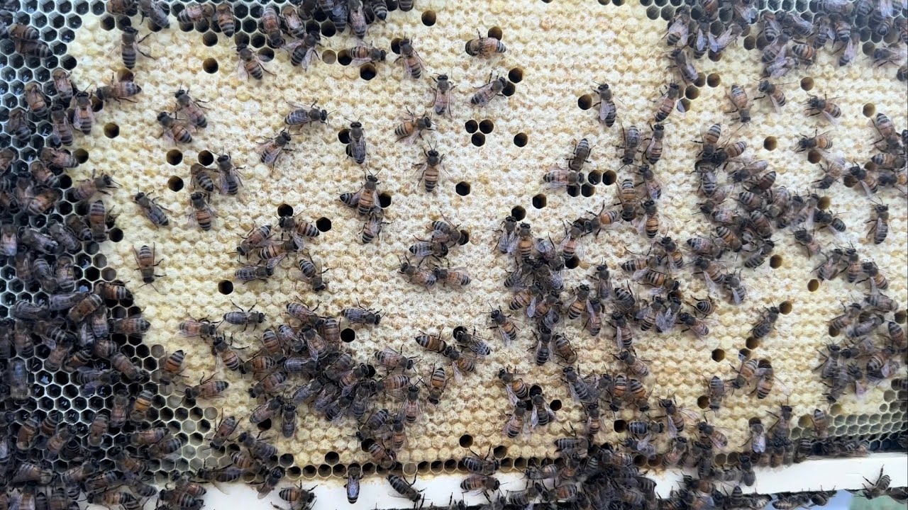 Bee inspection 9-9-23 - YouTube