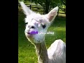 الألباكا التي نبذها القطيع بعد جز صوفها 