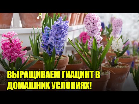 Как Вырастить Гиацинт Дома? / Уход И Выращивание Гиацинта В Домашних Условиях / Пошаговая Инструкция