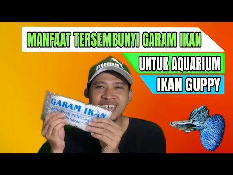 Video: Cara Garam Ikan Goby