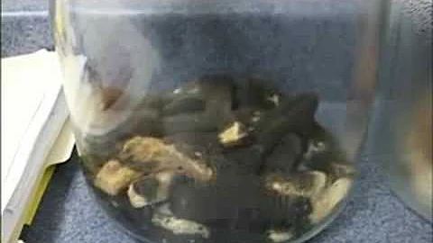 Quanti ingredienti hanno le patatine del McDonald?