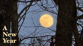 Happy New Year From Me and The Moon - Silent Hike in the SC Woods on New Year's Day ASMR Short Film screenshot 1