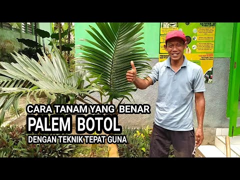 CARA TANAM YANG BENAR PALEM BOTOL DENGAN TEKNIK TEPAT GUNA - TANAMAN HIAS PALEM BOTOL