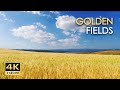 4kr golden fields  skylark birdsong  cricket sounds  grainfields dancing in the wind  relax