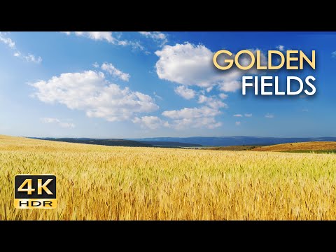 4K Hdr Golden Fields - Skylark Birdsong x Cricket Sounds - Grainfields Dancing In The Wind - Relax