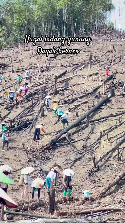 Suasana yang selalu di rindukan dikampung halaman. #nugal #ladang #dayak #borneo