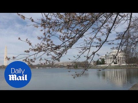 Video: Why Is There A Cold Snap When The Bird Cherry Blossoms