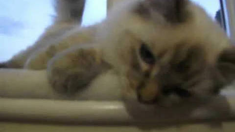 Watch the video about Brienne chocolate tabby ragdoll