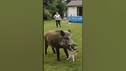 ‎🌟 How a Family Rescued Their Cat from a Wild Boar Attack! 🌟