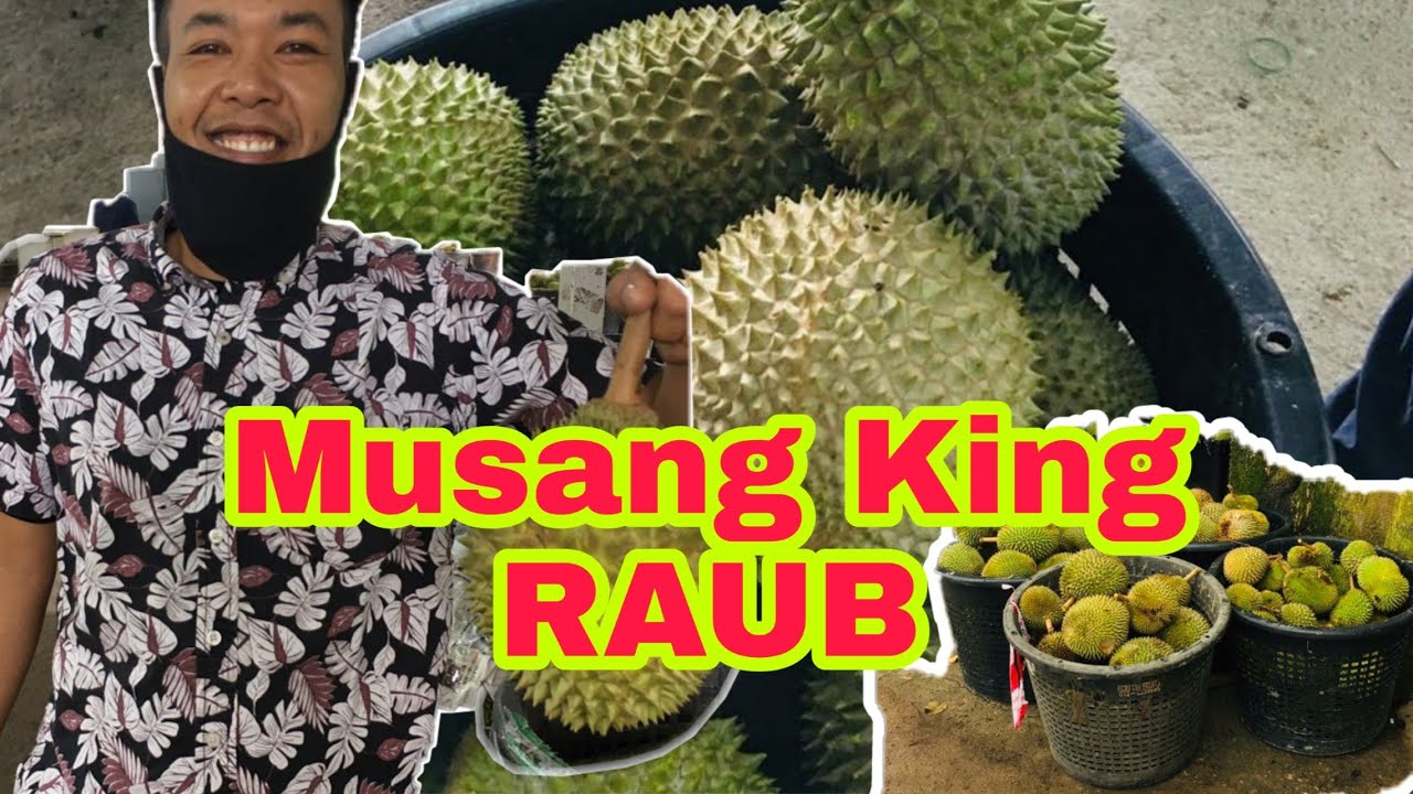 VLOG - MELIHAT Durian Musang King Raub. 