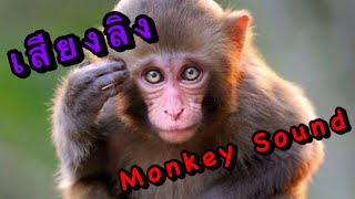 เสียงลิง Monkey Sound