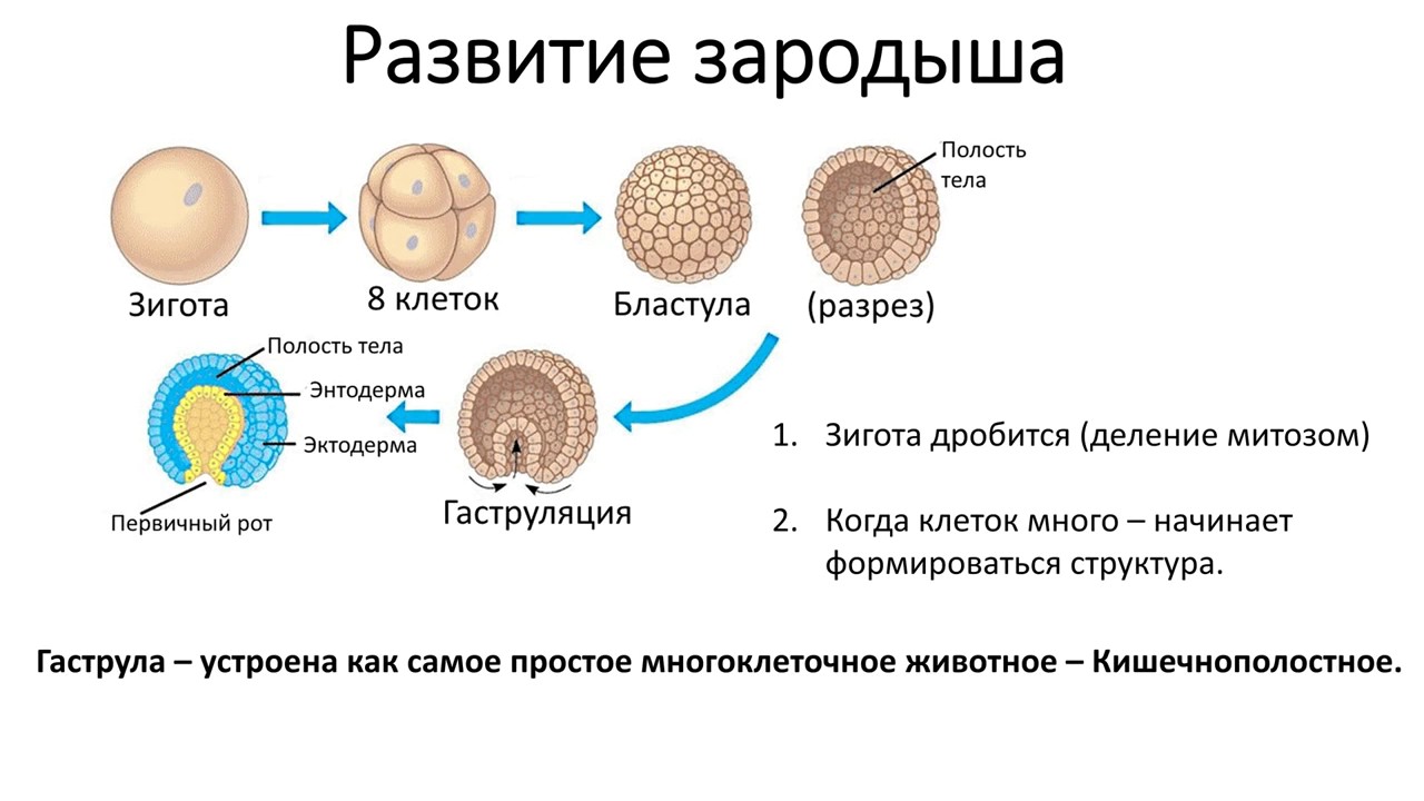 Половая система человека биология 8 класс. Схема размножения человека. Размножение людей процесс. Биология размножение человека. Процесс полового размножения у людей.