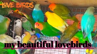 Love birds parrot in my new cage (लव बर्ड्स तोते)#birds #lovebirds