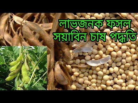 ভিডিও: আসল চা (সয়াবিনের পেস্ট) কী হওয়া উচিত