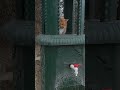 ordinary cat in Istanbul