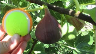 How To Grow Tennis Ball Size Figs At Home!