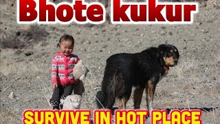 Bhote Kukursurvive In Hot Placesajchannel