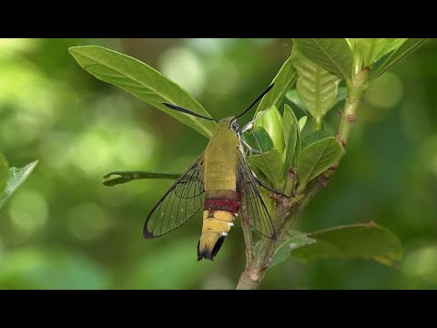 オオスカシバの羽化 Emergence Of Pellucid Hawk Moth Youtube