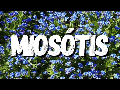 Vídeo: Jardim Miosótis: plantio e cuidado