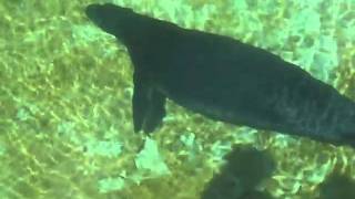 The Hawaiian Monkey Seal..I mean Monk Seal!