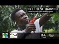 Selective Harvest - How to raise your mango yield