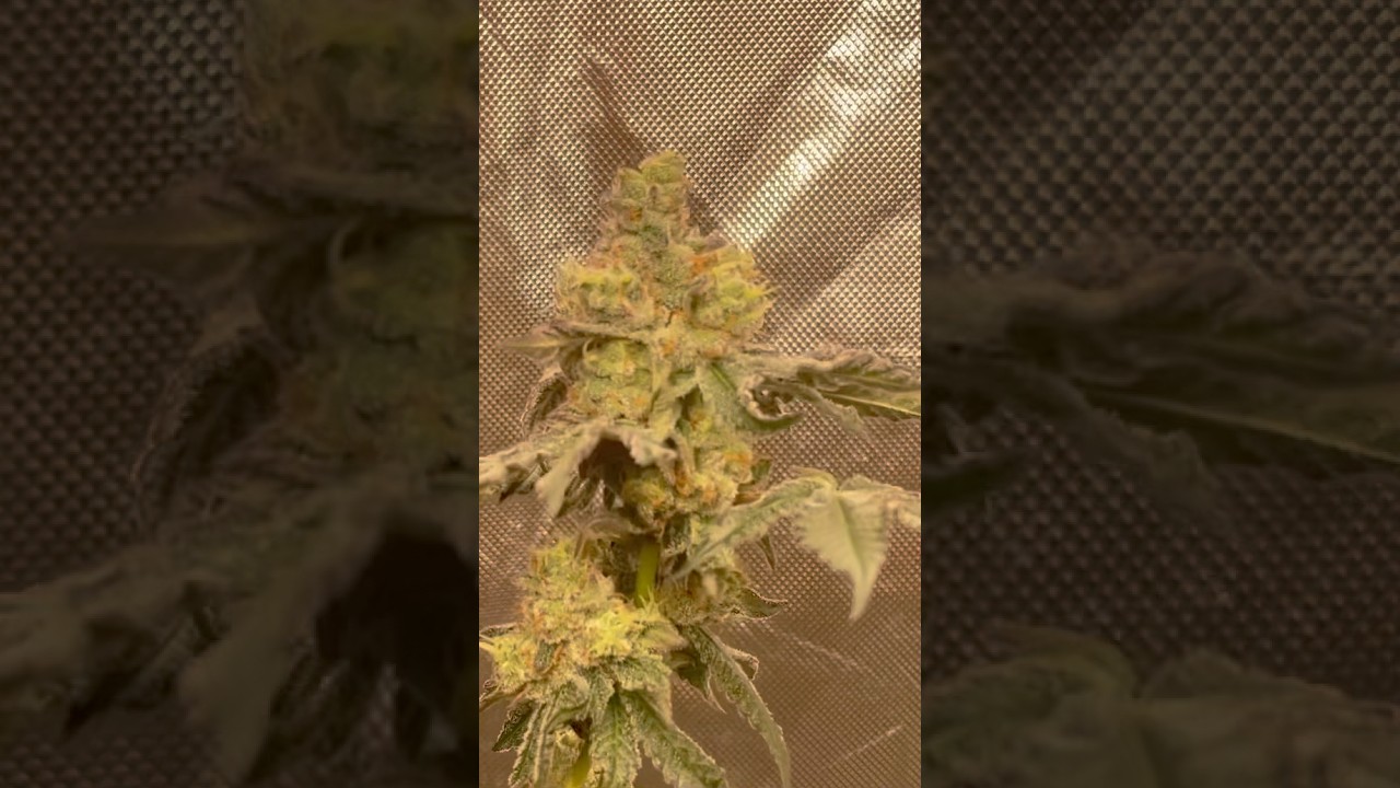 Ben and Garys by Exotic Genetix