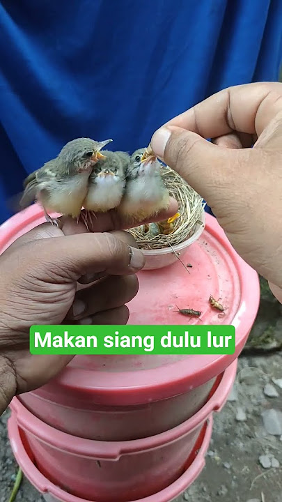 Makan siang dulu lur #ciblek #birds