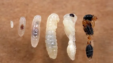 How are ants born? Life cycle of an ant!